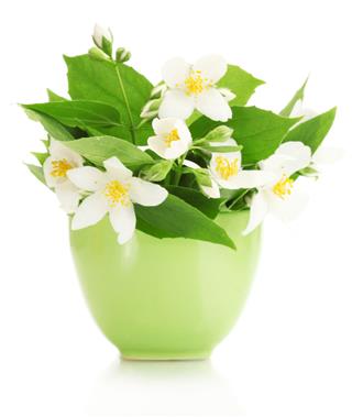 Beautiful Jasmine Flowers In Vase
