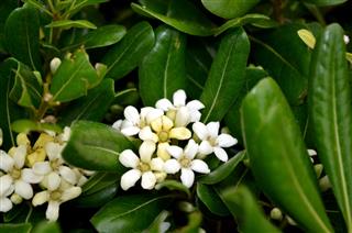 Small White Jasmine Flowers