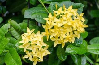 Yellow Jasmine Flowers In A Bush