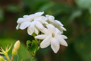 White Jasmine Flowers In Garden