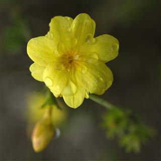 Jasminum Nudiflorum Flower