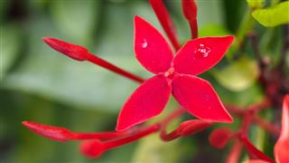 Red Jasmine Flowers Blooming