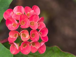 Red Jasmine Flowers Blooming
