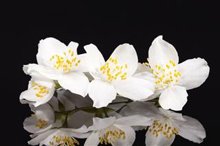 Jasmine White Flowers