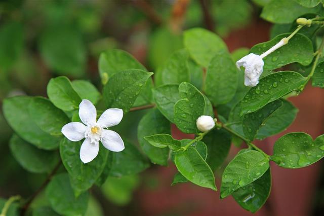 White Jasmine Flower With Raindrops