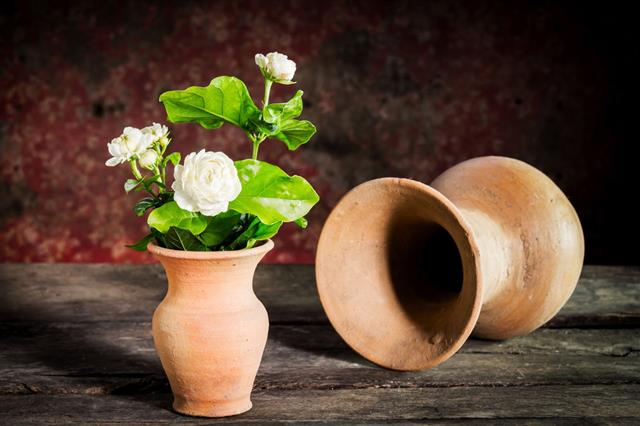 Still Life Jasmine Flower In Vase