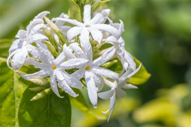 White Flowers Star Jasmine