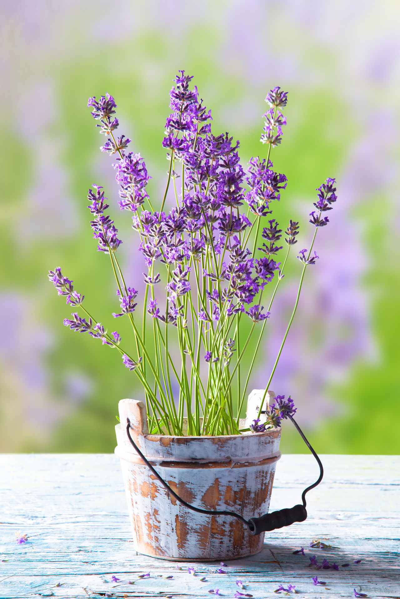 Lavender Plant Care: It Needs a Little Bit of Time and ...