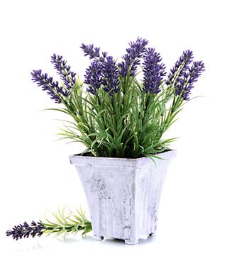 Beautiful Lavender