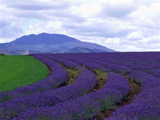 Lavender Fields Tasmania