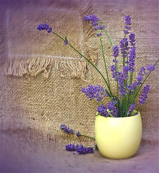 Lavender In Yellow Vase