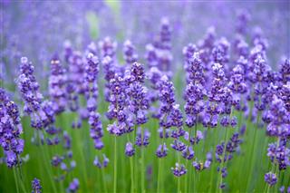 Meadow Of Lavender Nature