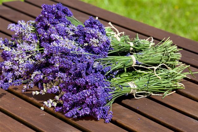 Fresh Bunch Of Scented Lavender