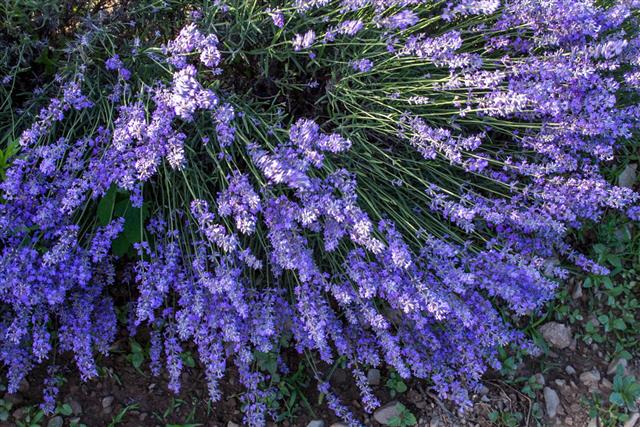 Closeup Of Lavender Flowers