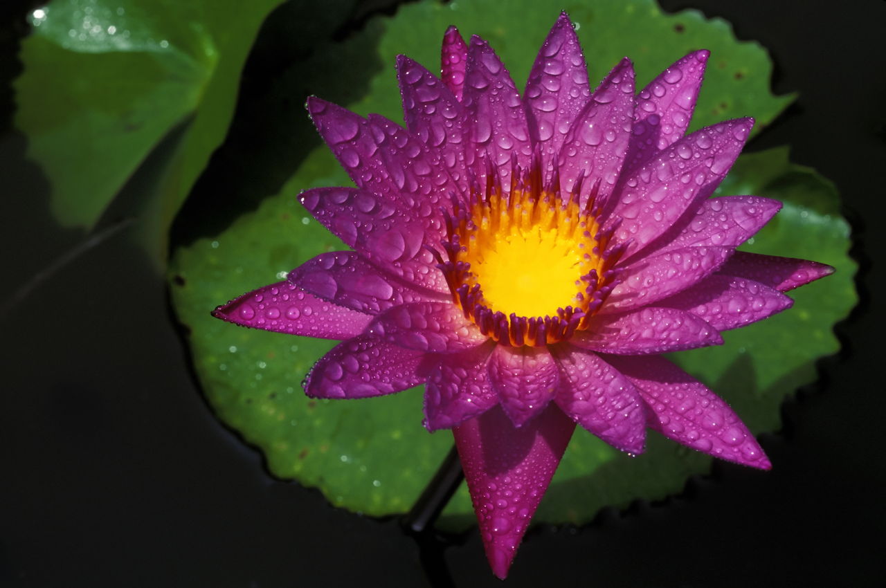 what do pink water lilies symbolize