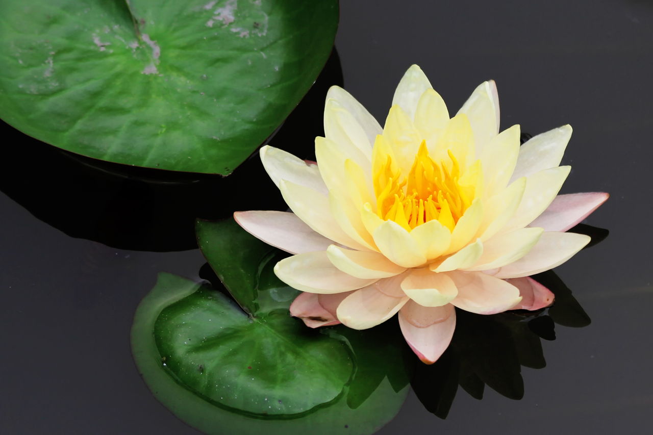 What Does The Lotus Flower Symbolize In The Odyssey Food
