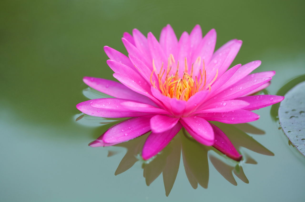Lotus Flower Meaning and Significance All Over the World - Spiritual Ray