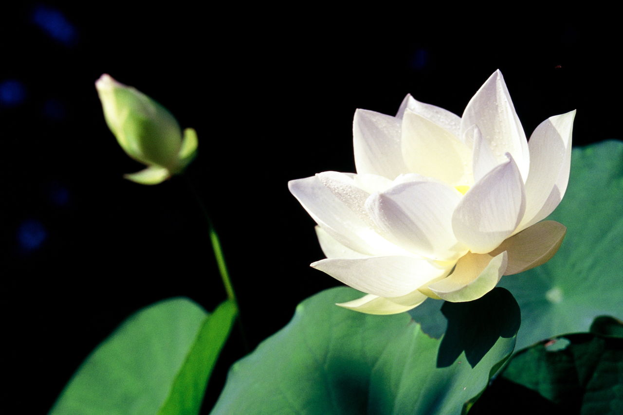 Lotus Flower Symbolism in Different Religions And Cultures