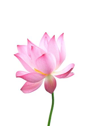 Pink Bloomed Lotus Flower With Stem