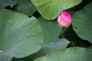 Lotus And Leaves