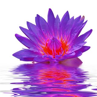Lotus Floating In Water