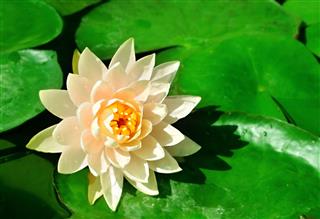 Lotus Flower On The Water