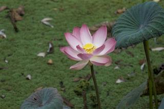 Lotus In A Pond