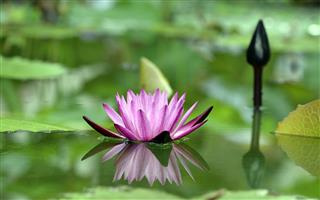 Lotus Reflection