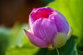Lotus Flower Blossom