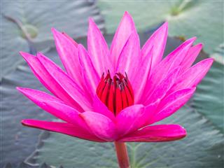 Pink Color Of Lotus In The River