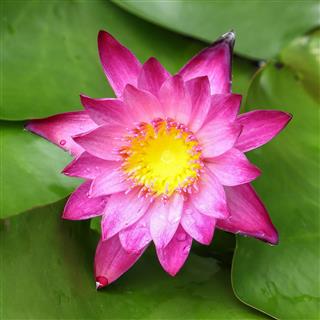 Pink Lotus On The Pond