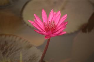 Single Lotus Flower