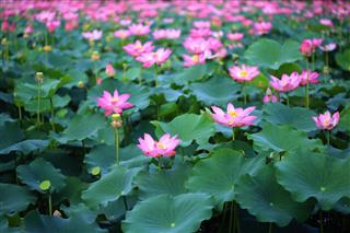 Pink Sacred Lotus Lake