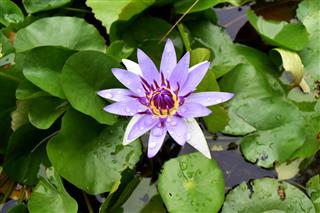 Purple Lotus Flower With Water Droplets