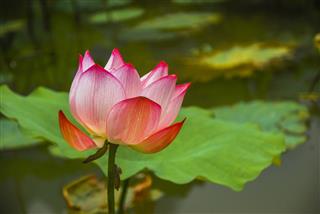 Blossoming Lotus Flower