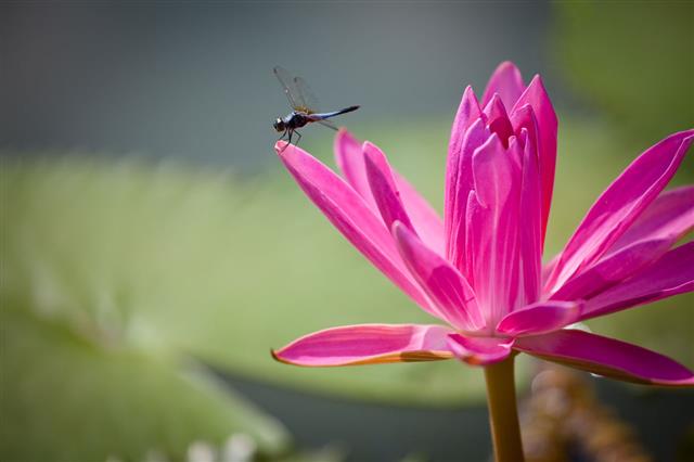 Dragonfly With Lotus