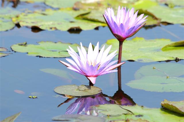 Lotus In The Pond