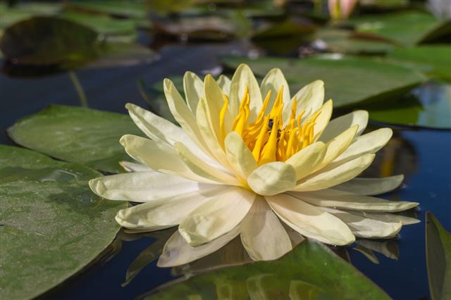 White Lotus With The Leaf
