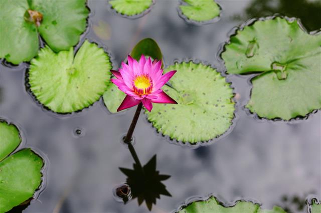 Water Lily Flowers Blooming On Pond