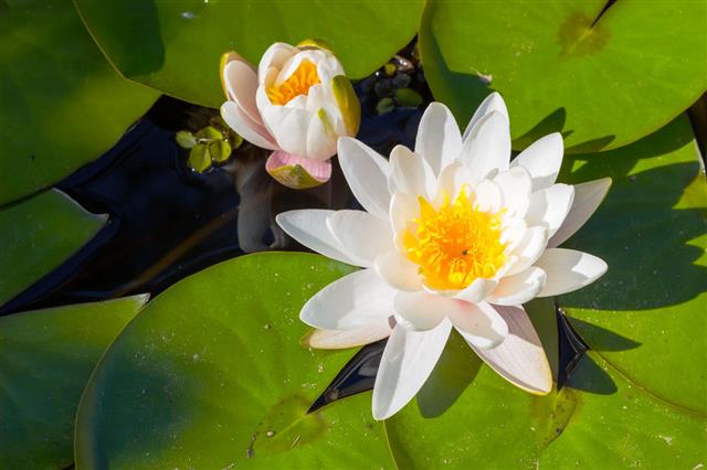 Lotus Flower Floating On Water