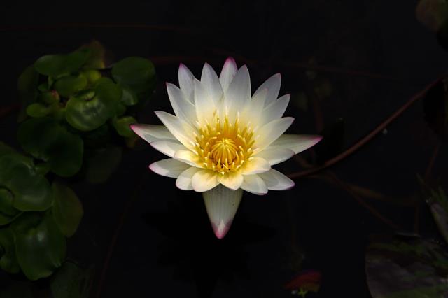 Bright White Lotus Flower In Darkness