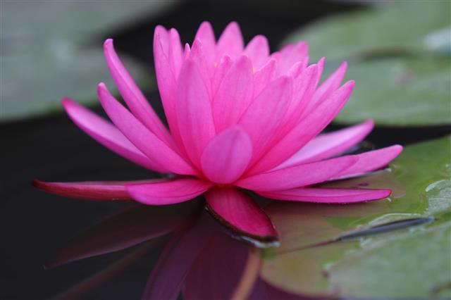 Closeup Blooming Pink Waterlily