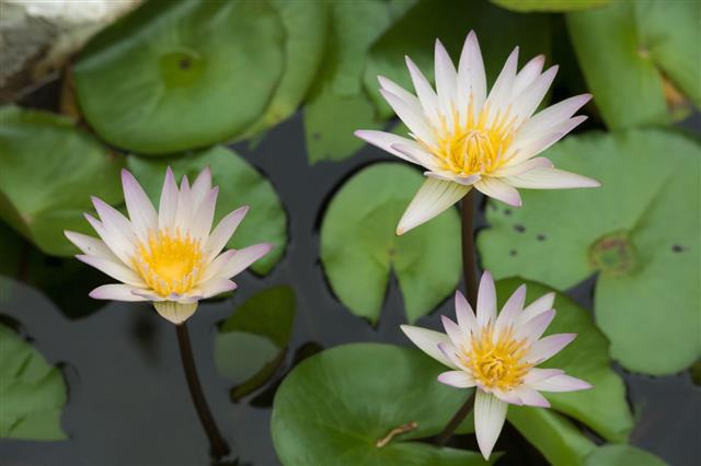 Lotus Flowers With Leaf Background