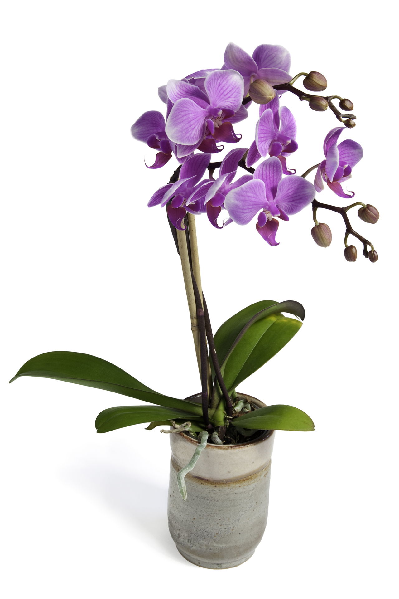 Think You Know How to Take Care of Ground Orchids? Read This