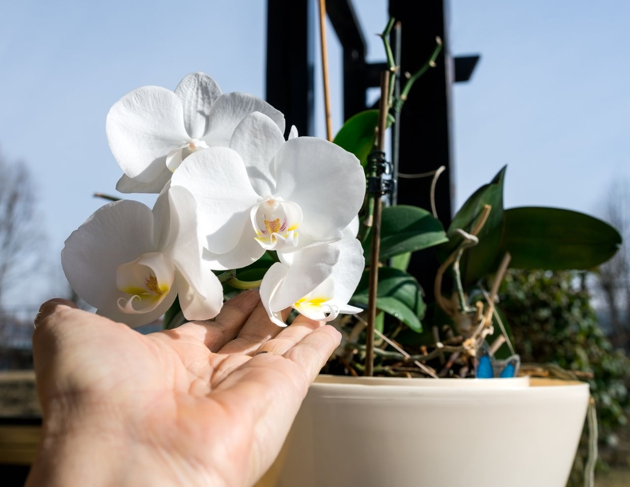 Phalaenopsis Orchid Care and Maintenance