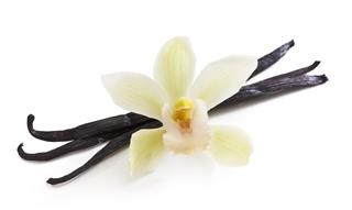 Vanilla Beans And Orchid