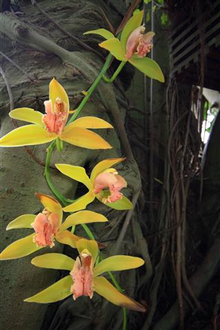 Orchids On A Tropical Tree