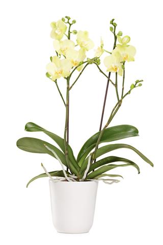 Yellow Orchid In A White Pot