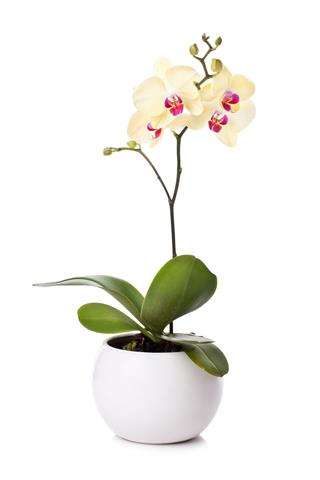 Yellow Orchid Isolated