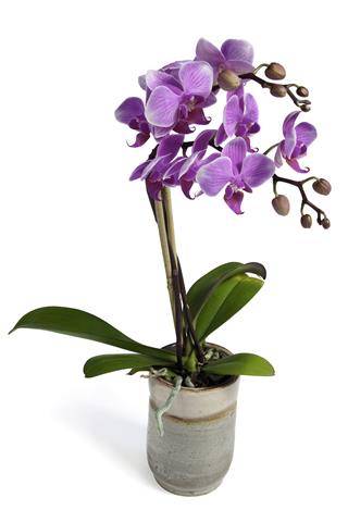 Purple Orchid Plant In A Pot